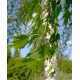 Бреза (Betula pendula Crispa) Бреза (Betula pendula Crispa)